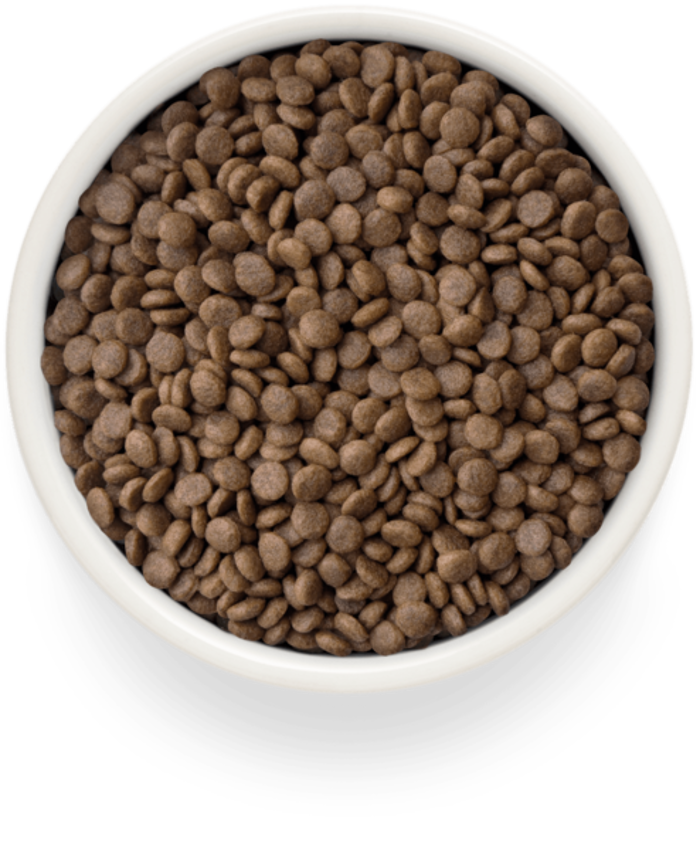 Grandorf Fresh Adult Medium-Maxi Xira Trofi Skulou me Fresko Arni kai Gukopatata 10kg